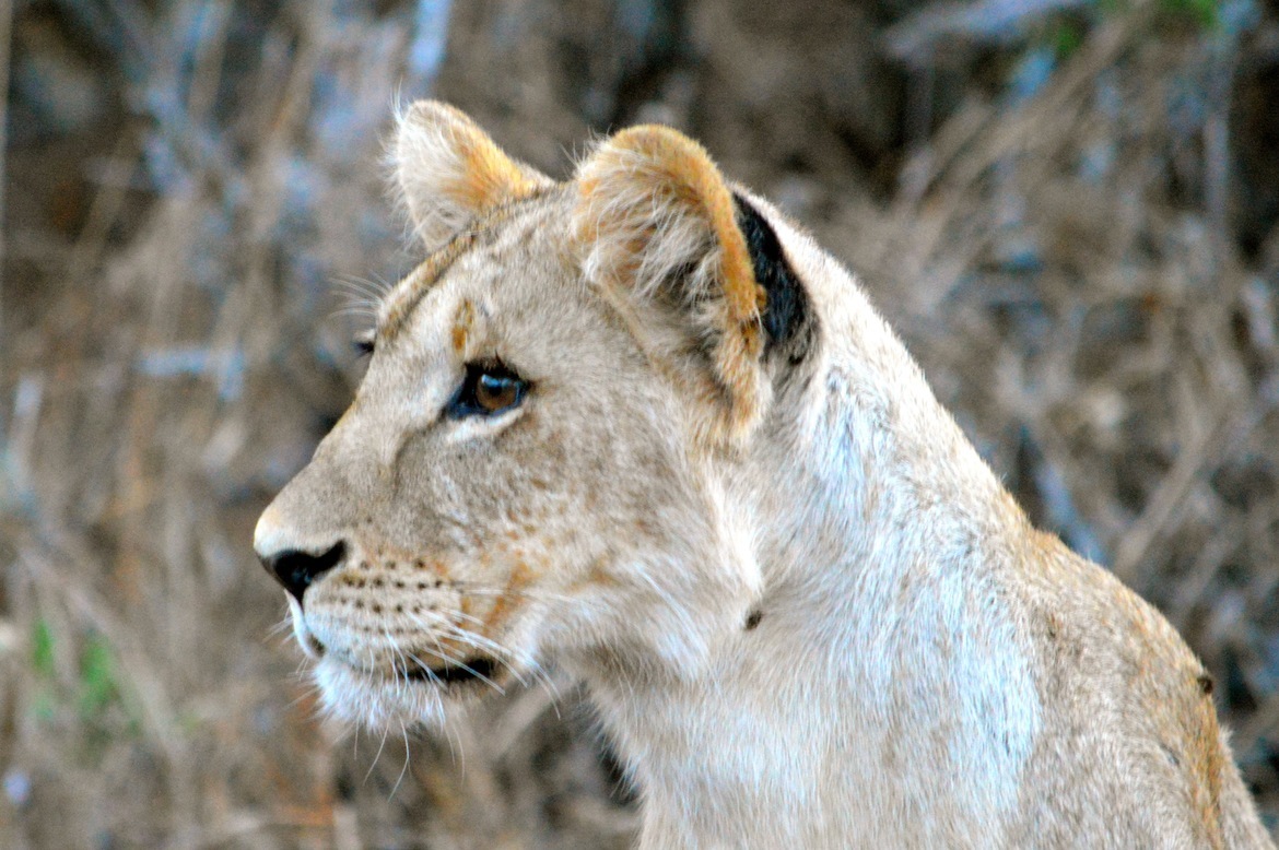 lion, Amboseli National Park, Kenya