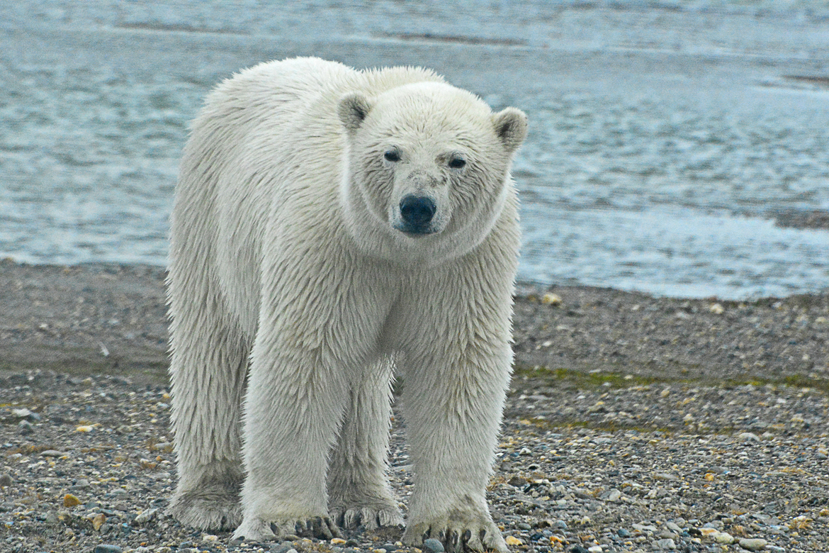 Polar Bear, Arctic National Wildlife Refuge, Alaska, USA
