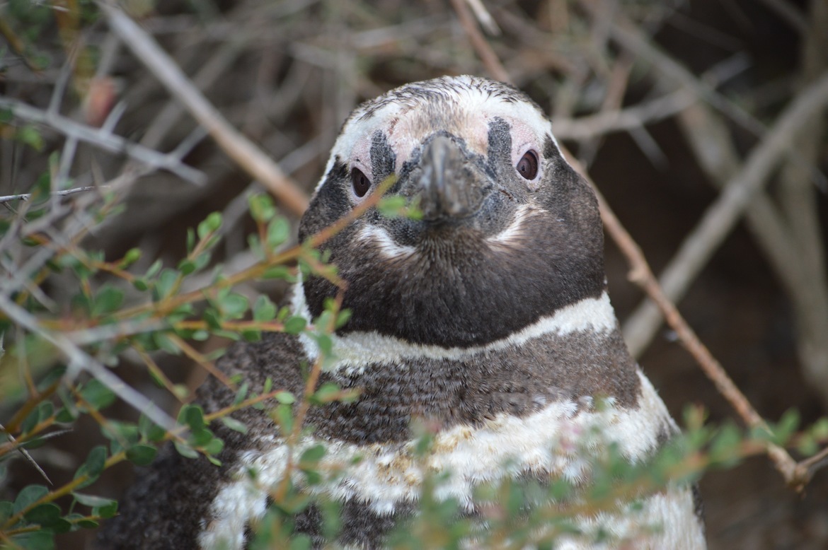Magellanic penguin, Chubut, Argentina