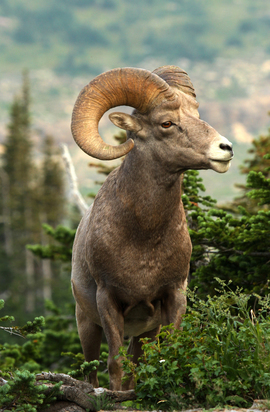 Grid adam jewell big horn ram montana entry