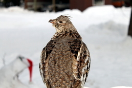 Grid grouse