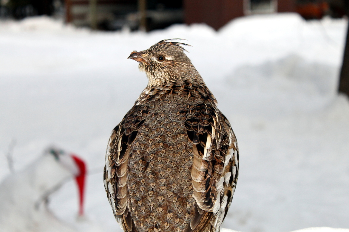 Grouse, Montana, United States