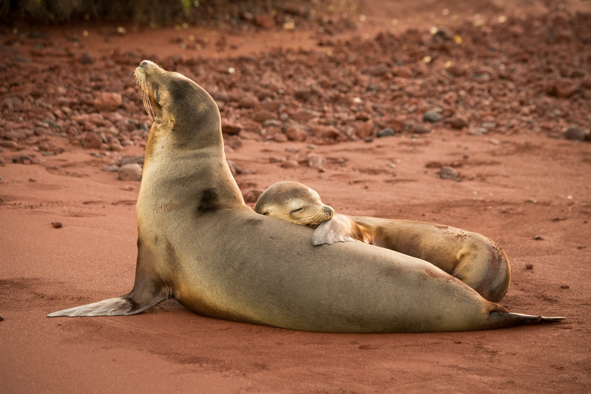 Galapagos Sea Lion, Galapagos, Ecquador