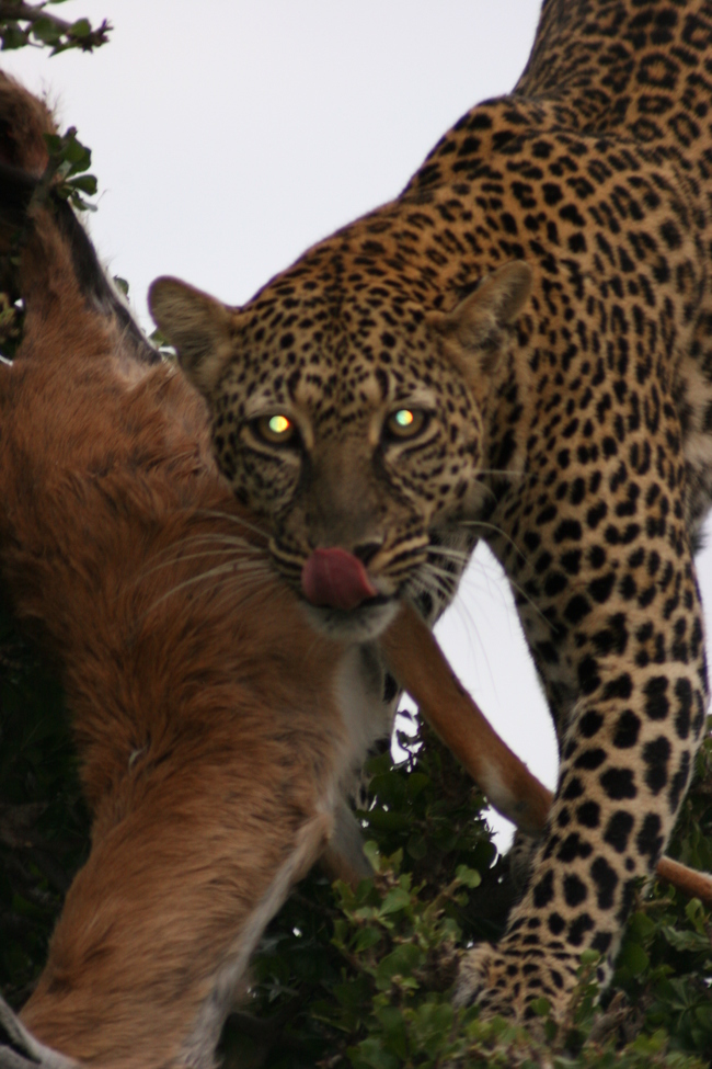 Cat/ Leopard, Kenya, Masai Mara, Africa