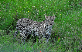 Grid dsc 0879 edited 2