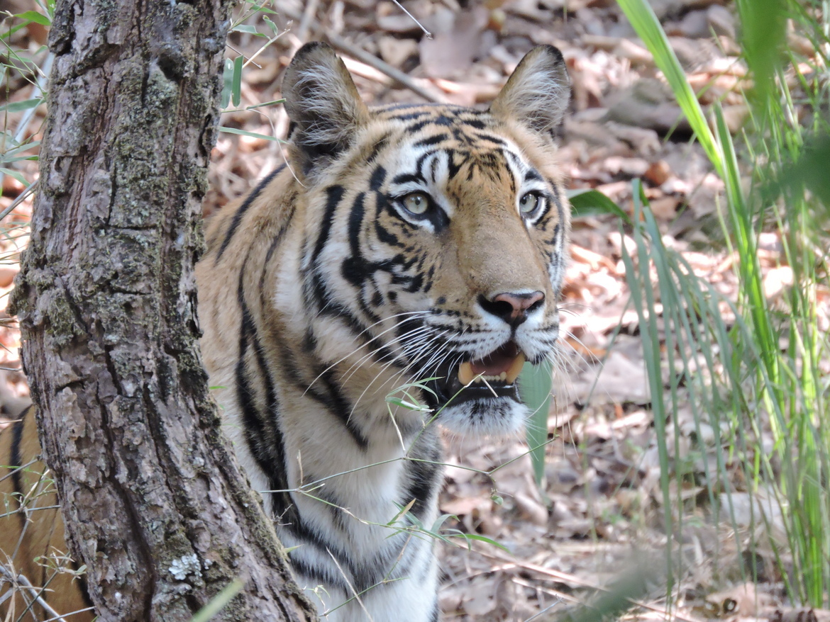 Tiger, Bandhavgarh National Park, India