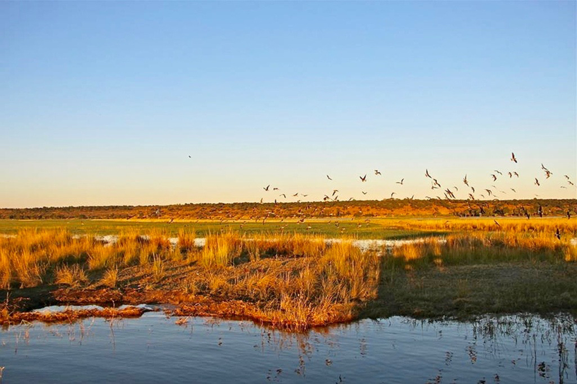 Birds, Chobe National Park, Botswana