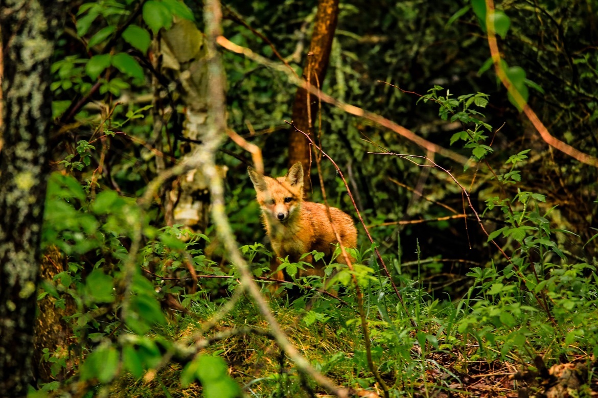 Fox, Voyageur National Park, Minneasota, United States