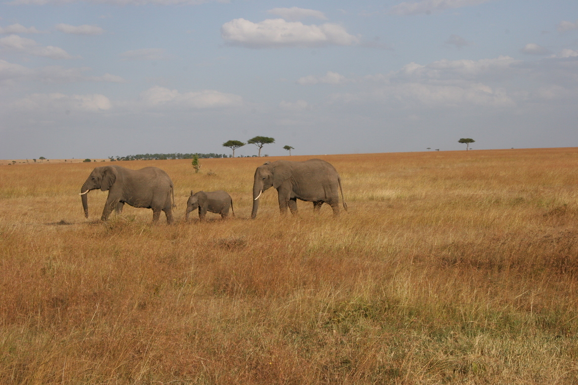 Elephantidae/African Elephant, Kenya, Masai Mara, Africa