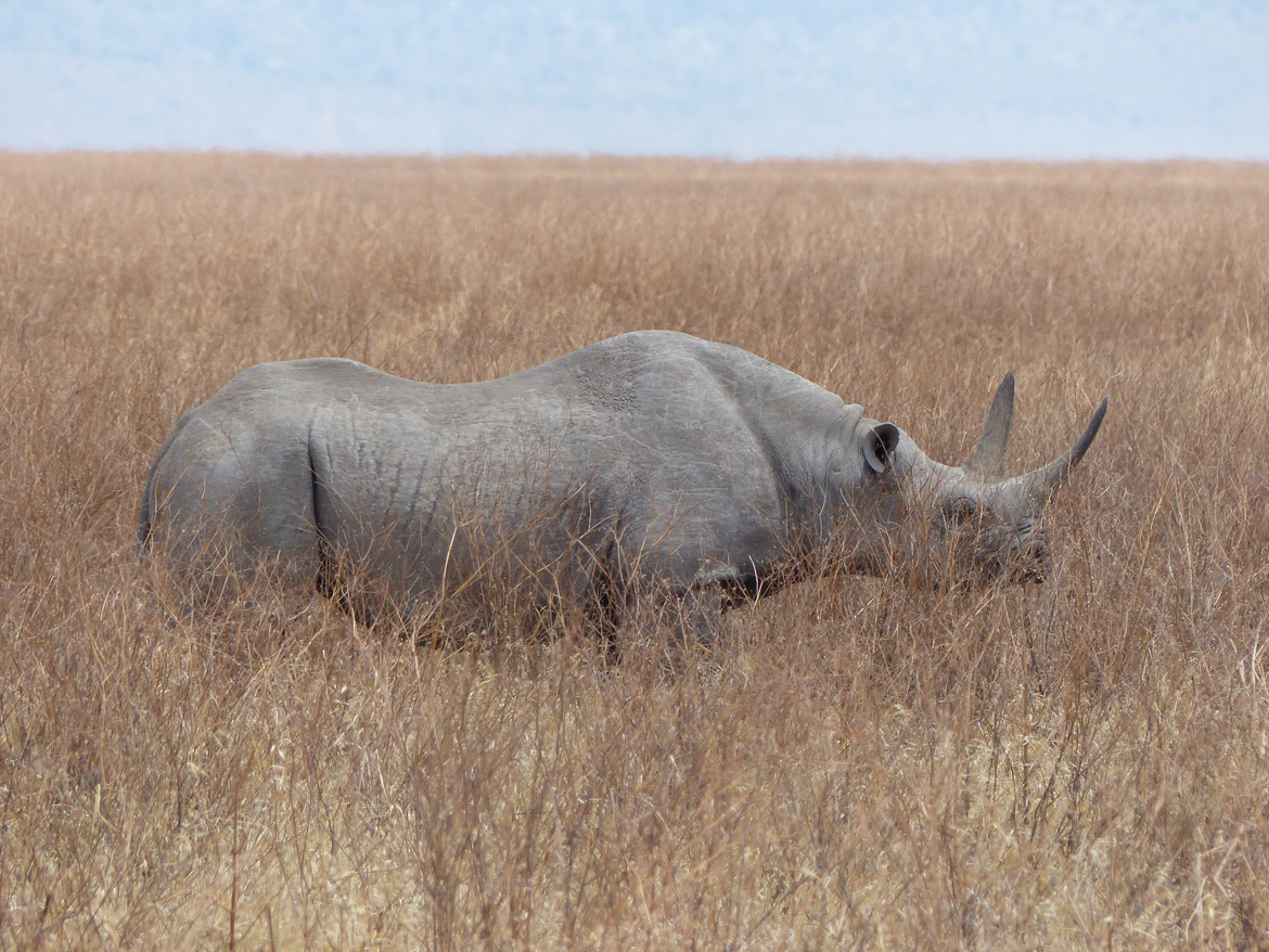 Black Rhino, Ngorongoro Crater, Tanzania