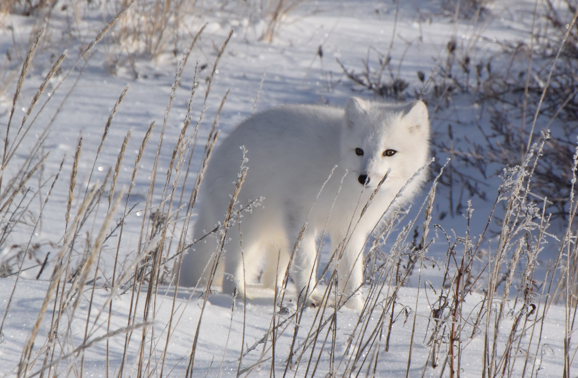Arctic Fox, Churchill, Canada