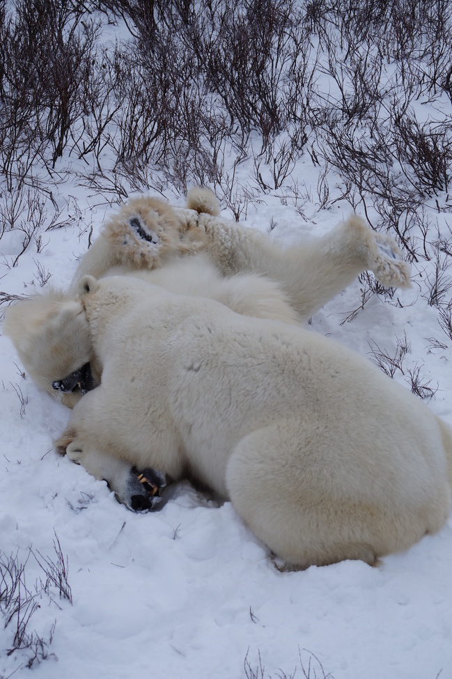 Polar bear, Churchill Wildlife Management Area, Manitoba, Canada