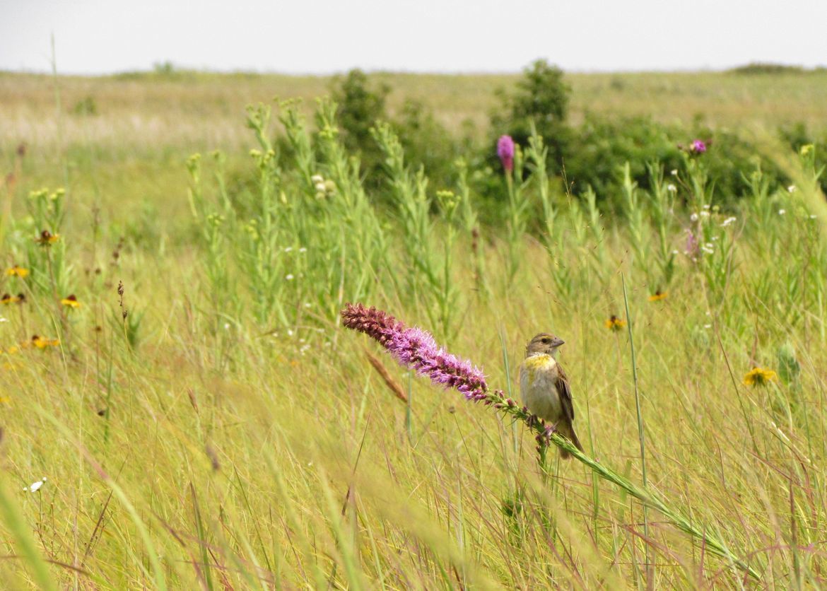 Dickcissel, Diamond Grove Prairie, United States