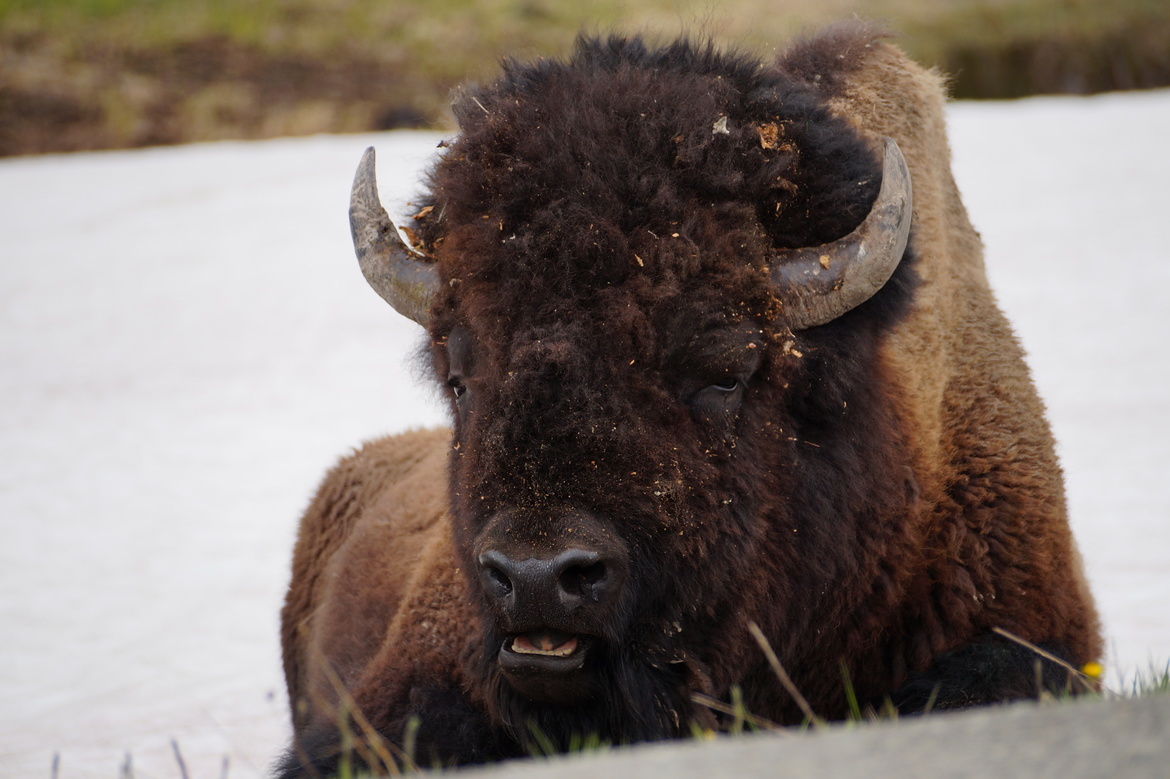 Bison, Yellowstone National Park, Wyoming, USA