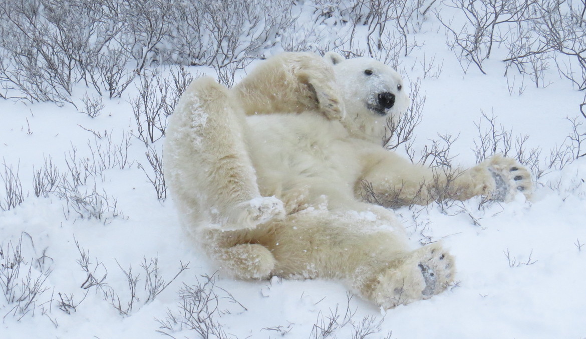 Polar Bear, Churchill Wildlife Management Area, Canada