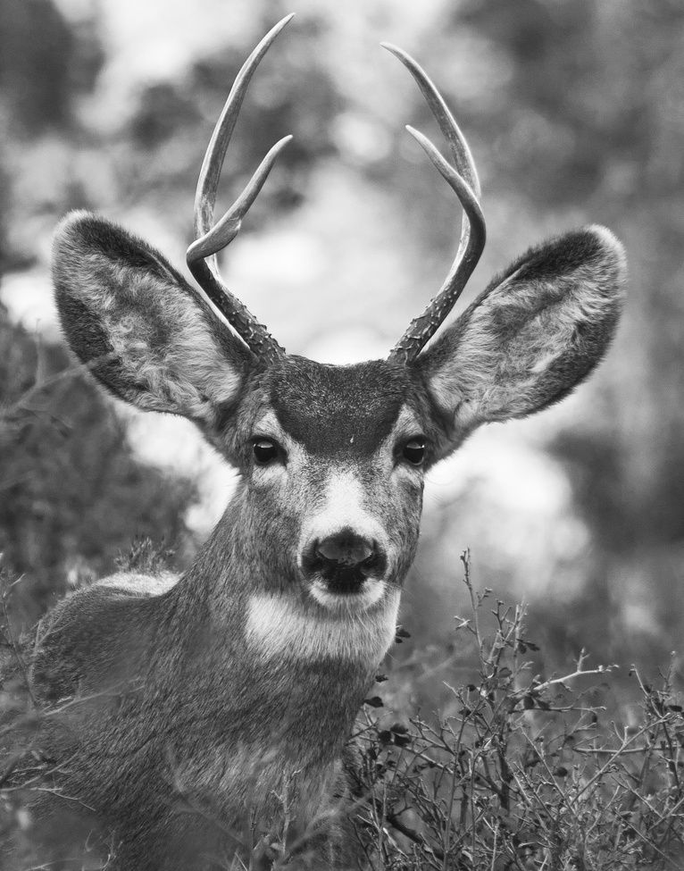 deer, Colorado, United States