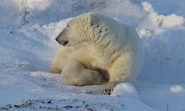 Grid enjoying a sunny afternoon 2014 11 06