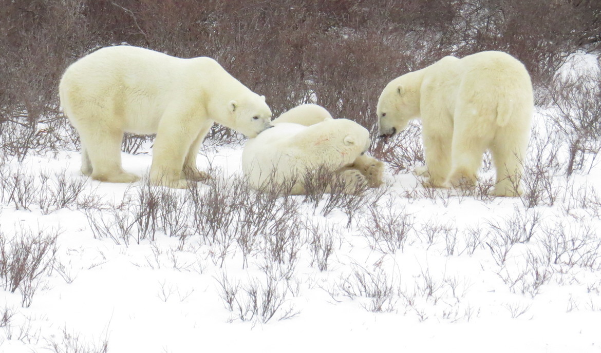 Polar Bear, Churchill Wildlife Management Area, Canada