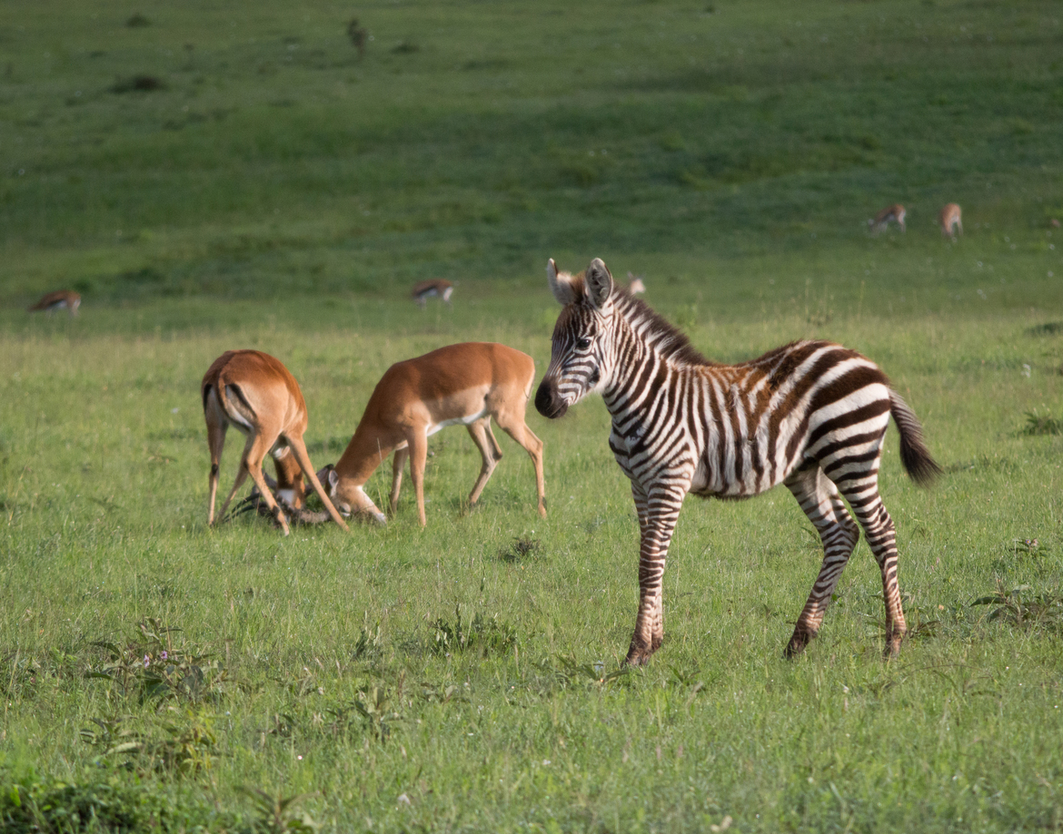 Zebra and Impala fighting in background, Maasai Mara National Reserve, Kenya