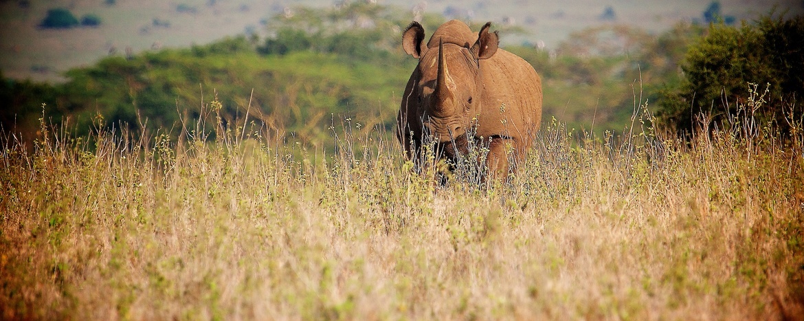 Black Rhinoceros, Nairobi National Park, Kenya
