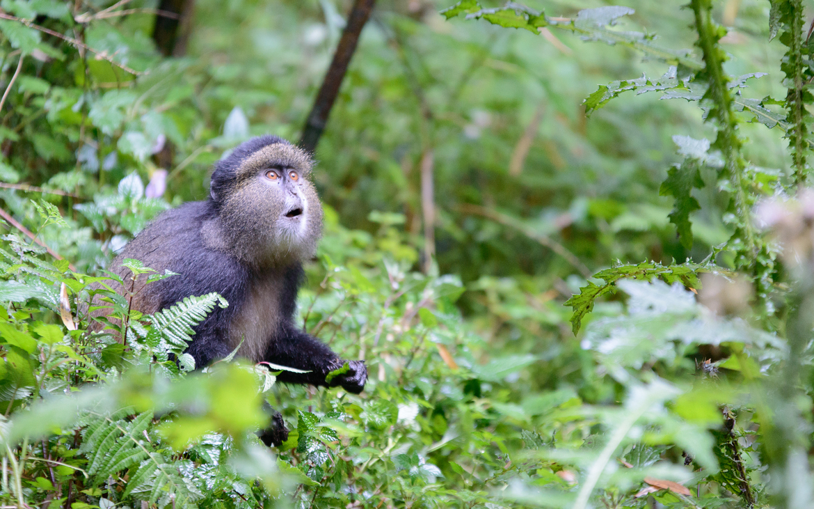 Golden Monkey, Volcanoes National Park, Rwanda