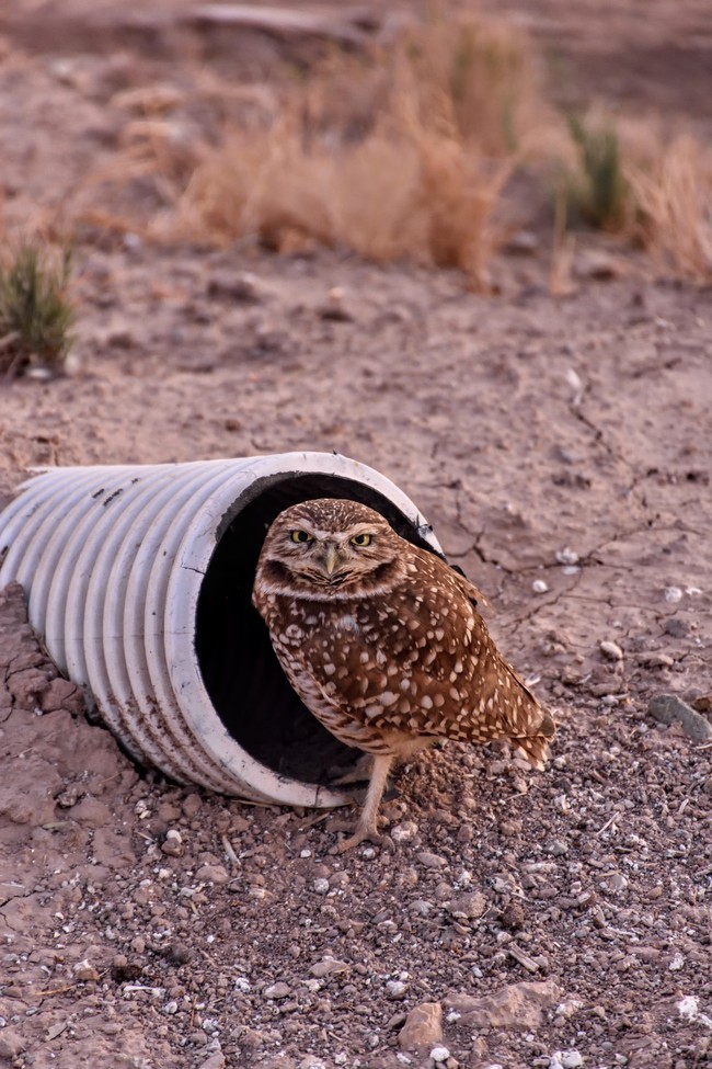 Burrowing Owl , Outside of Salton Sea , United States of America 