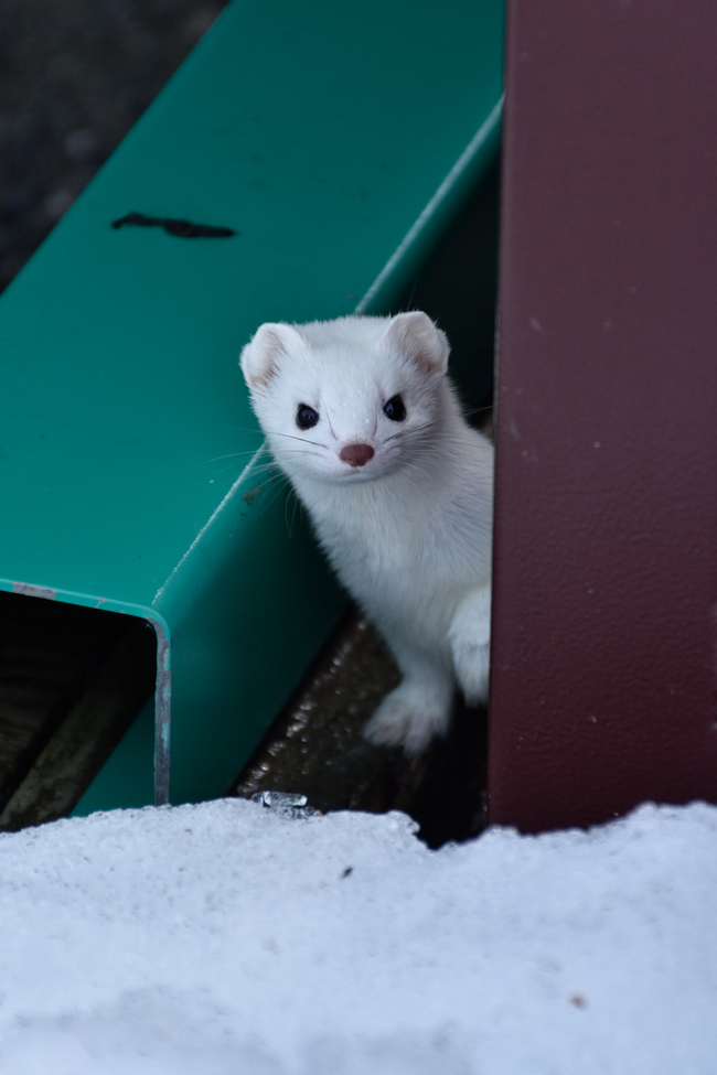 Stoat, Denali National Park , United State of America 