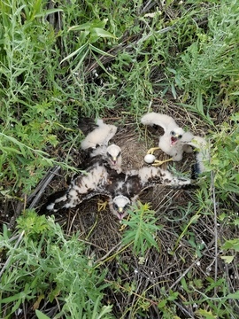 Grid 2 20160614 145443