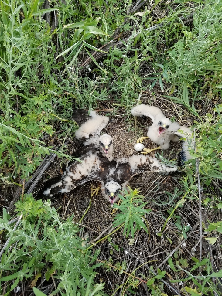 Marsh hawk , Idaho, United States 