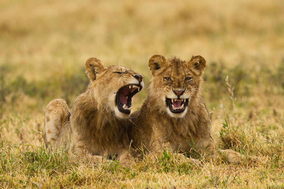 Lion, Ngorongoro Crater, Tanzania