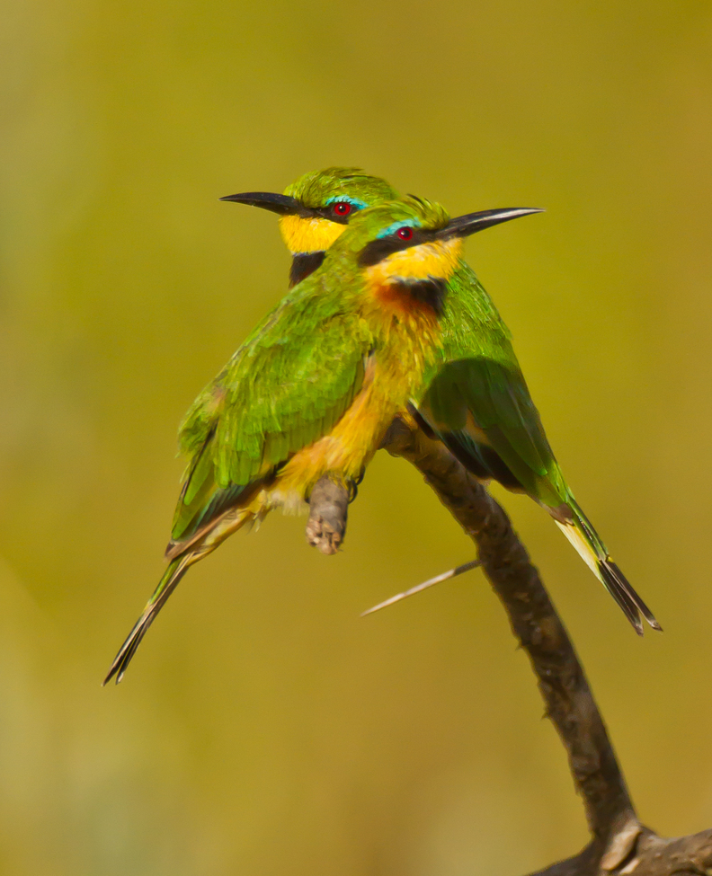 Bee Eater, Serengeti, Tanzania