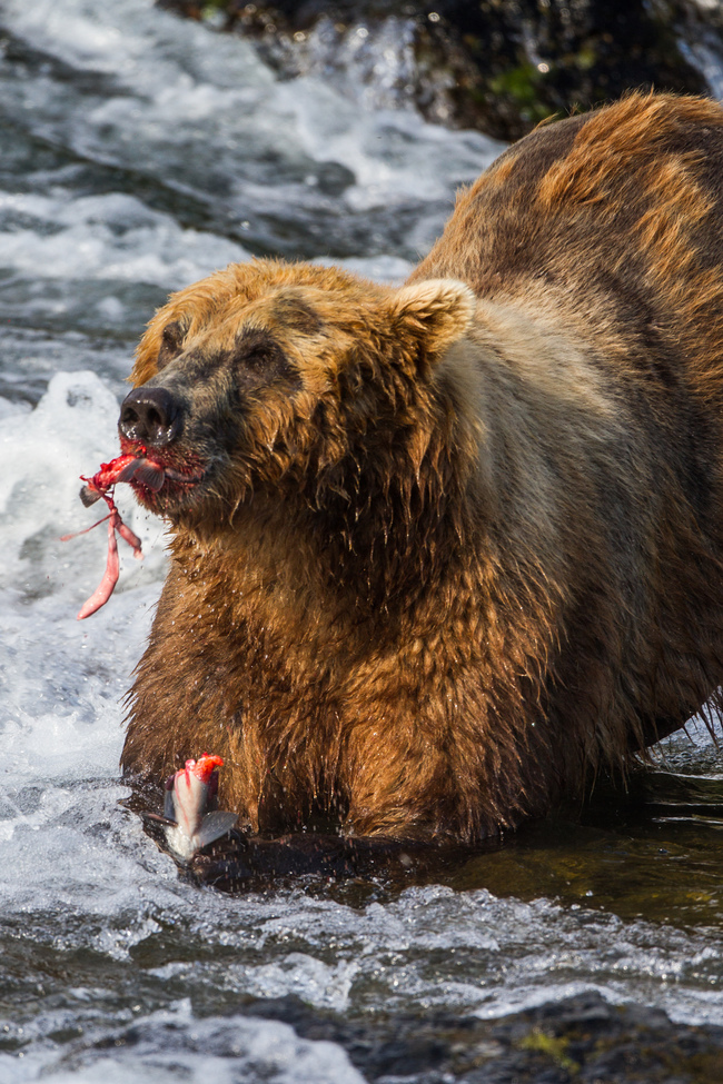 Grizzly Bear, Brooks Camp, Katmai National Park, United States