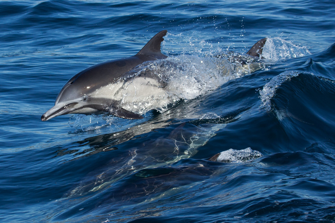 Dolphin, Newport Beach, California, United States