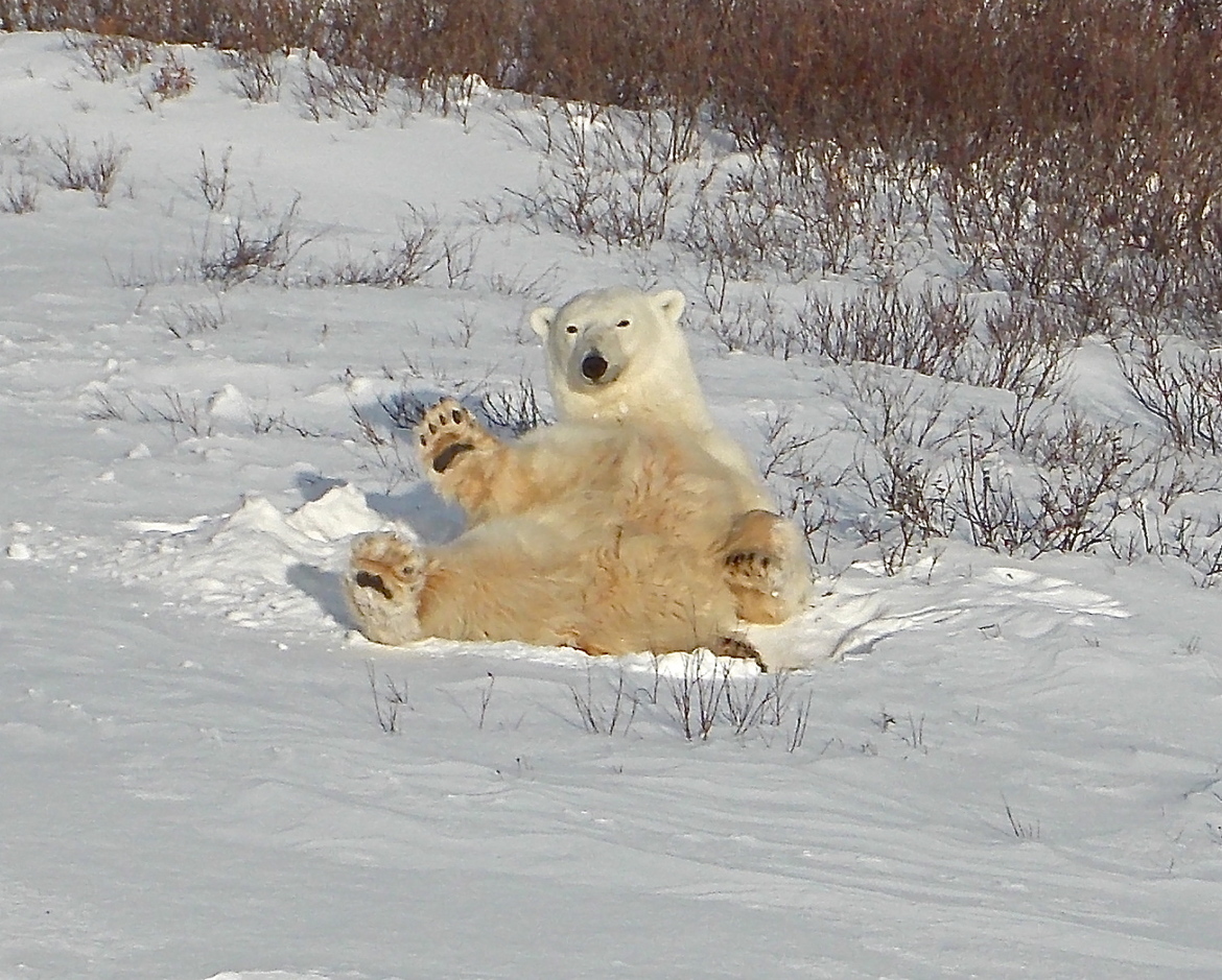 Polar bear, Churchill Manitoba, Canada