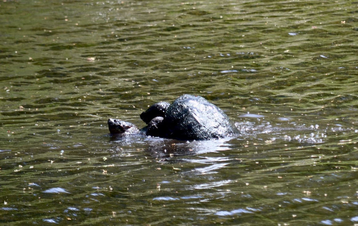 Snapping Turtles 24Inch carapace, Mill River Fairfield CT, USA Fairfield CT