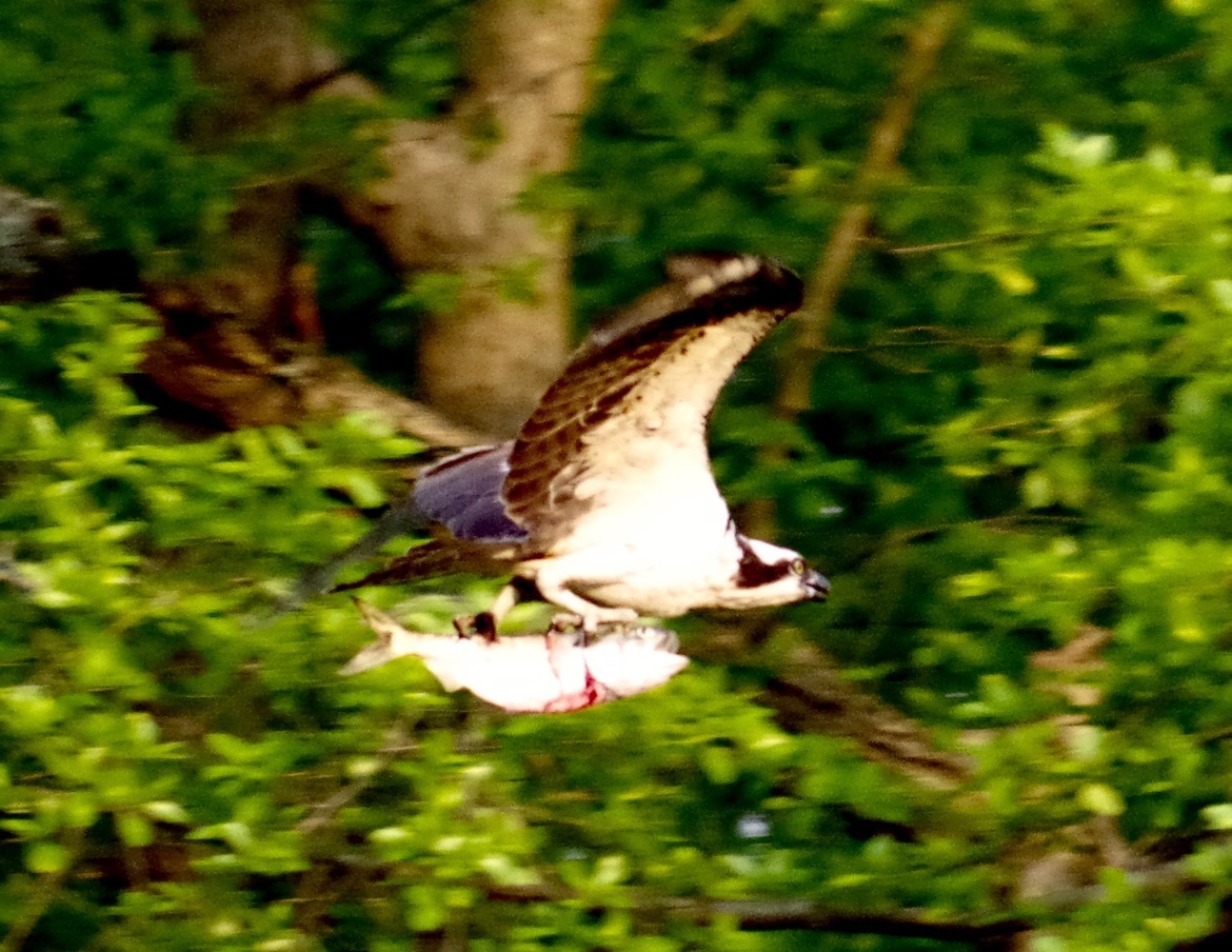 Osprey, Mill River Fairfield CT, USA Fairfield CT