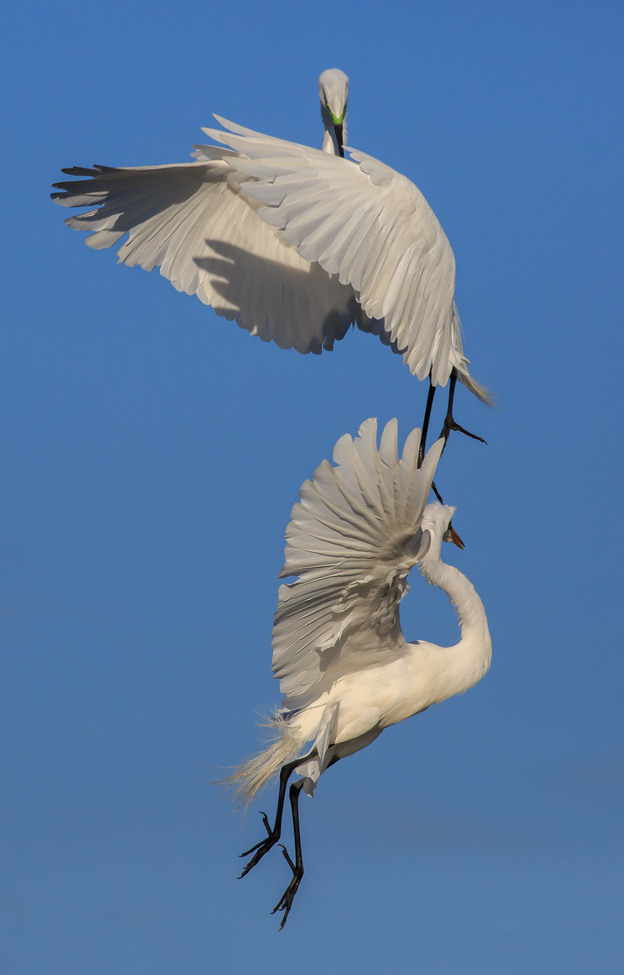 Great Egret, Venice Rookery (Florida), USA