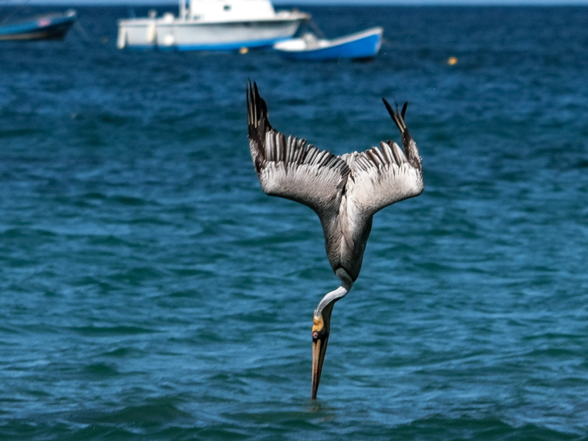 Brown Pelican, Tamarindo, Guanacaste, Costa Rica