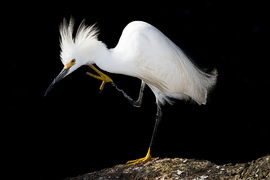 Grid abreu wildlife 2  1 of 1 