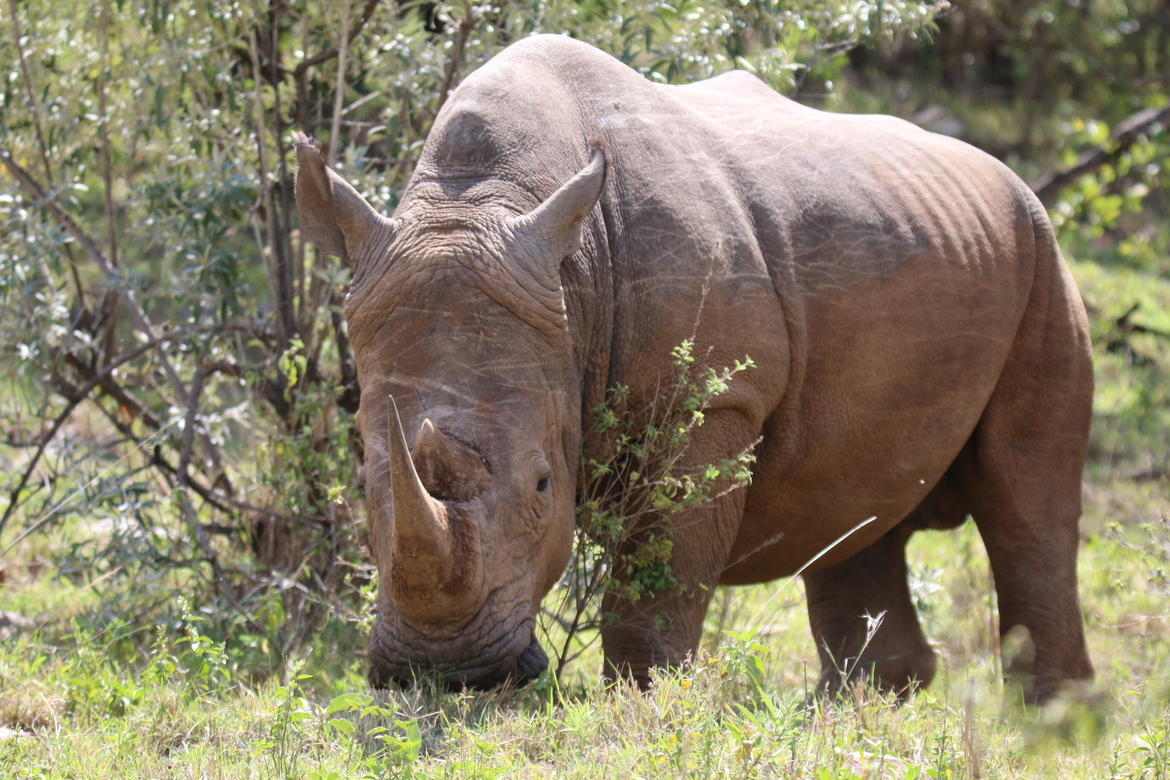 Rhino, Masai Moura, Kenya