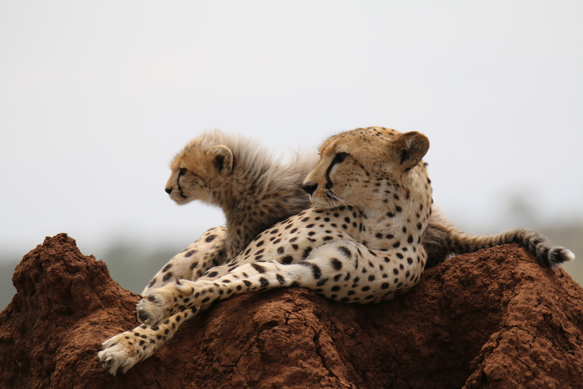 Cheetah, Serengeti, Tanzania