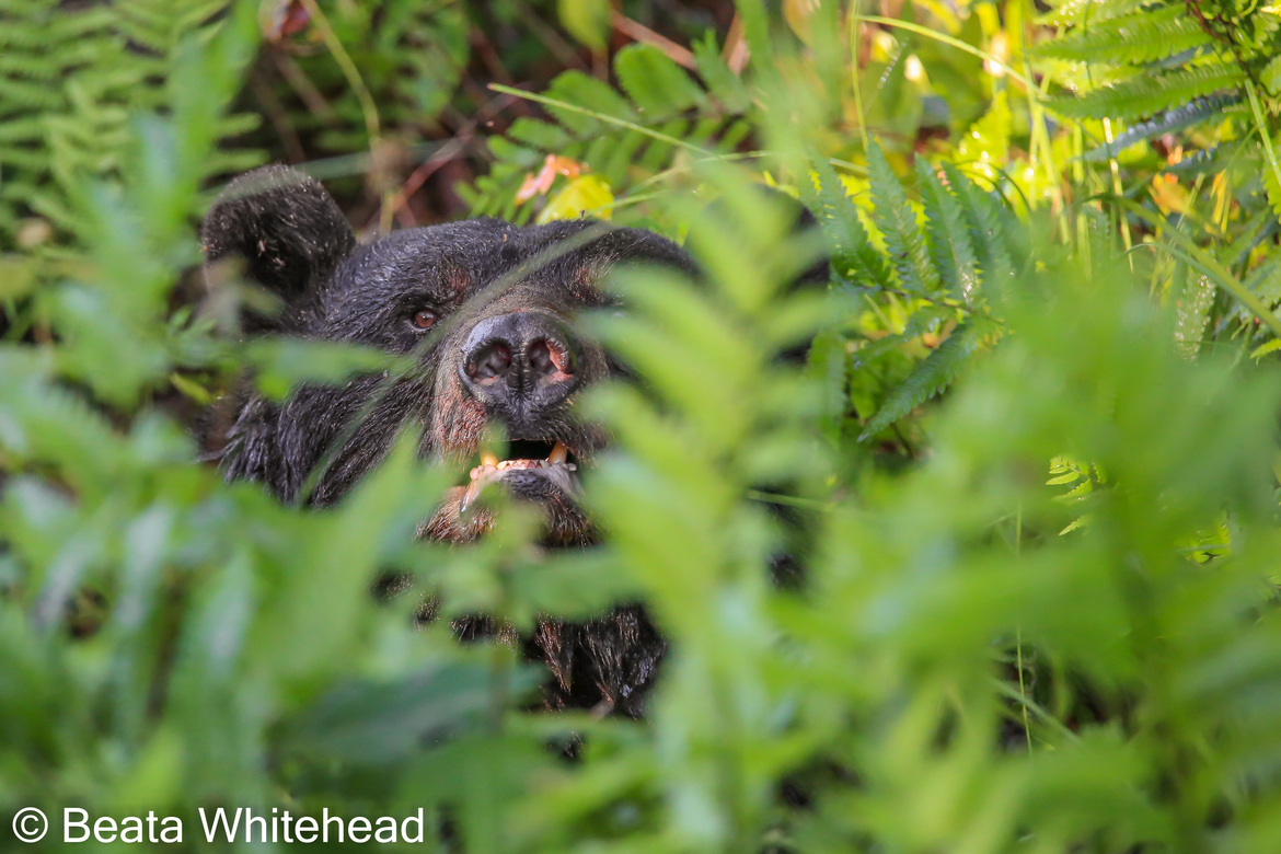 American Black Bear (Ursus Americanus), Alligator River National Wildlife Refuge, USA