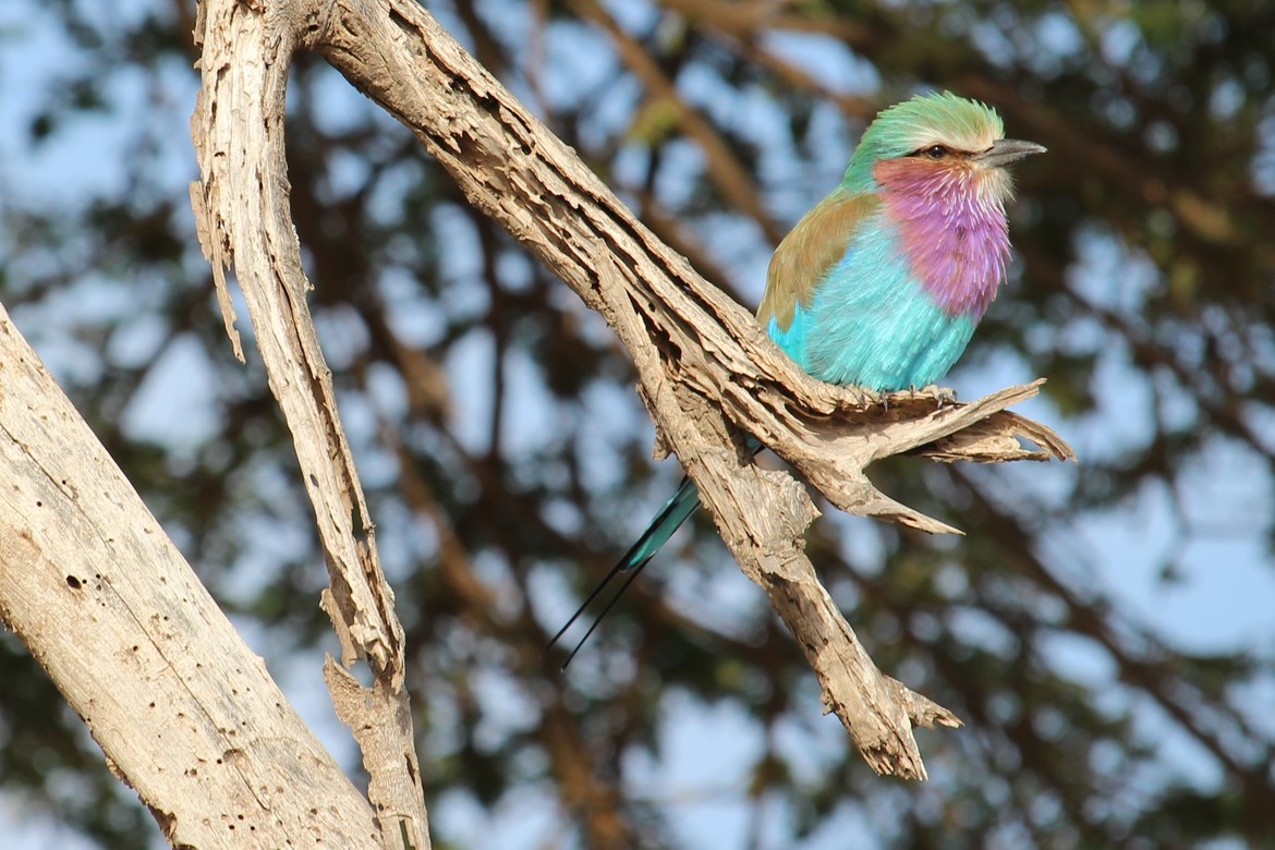 Lilac Breasted Roller, Amboseli National Park, Kenya