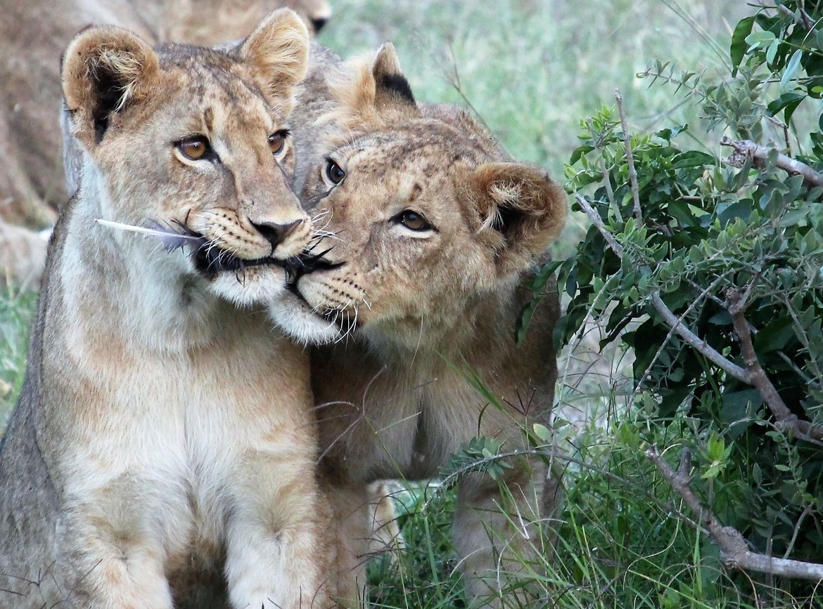 Lion, Amboseli National Park, Kenya