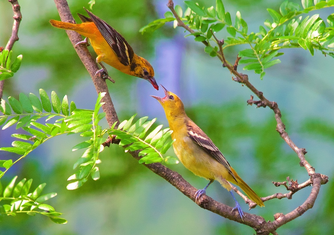 Baltimore Oriole, MN, USA