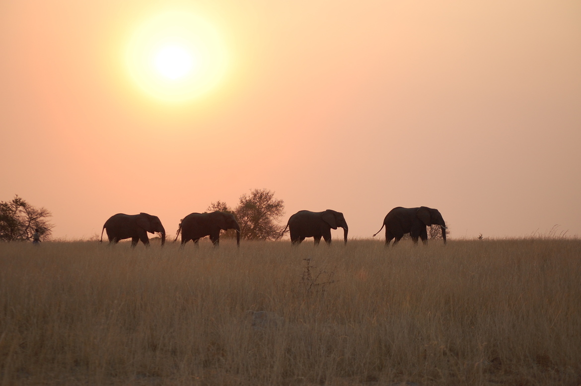 elephants, Antelope Park, Zimbabwe
