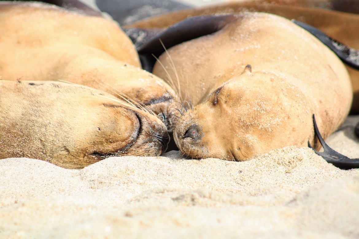 Sea Lion, La Jolla Cove, United States