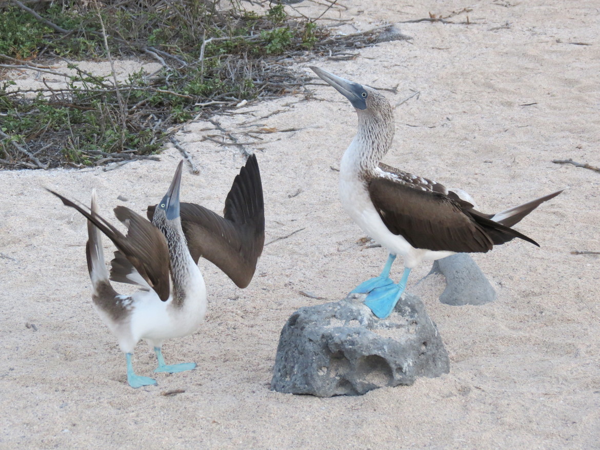 Blue Footed Boobie, Galapagos Islands, Ecuador