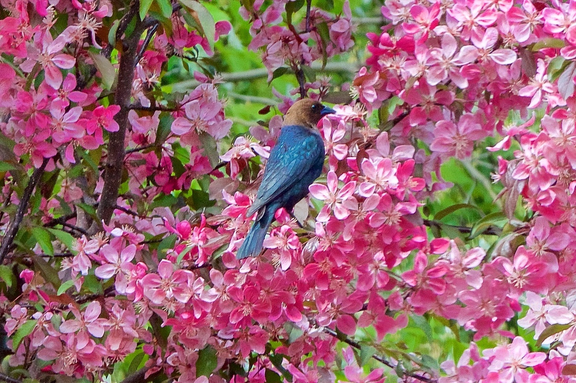 brown headed cowbird , MN, USA