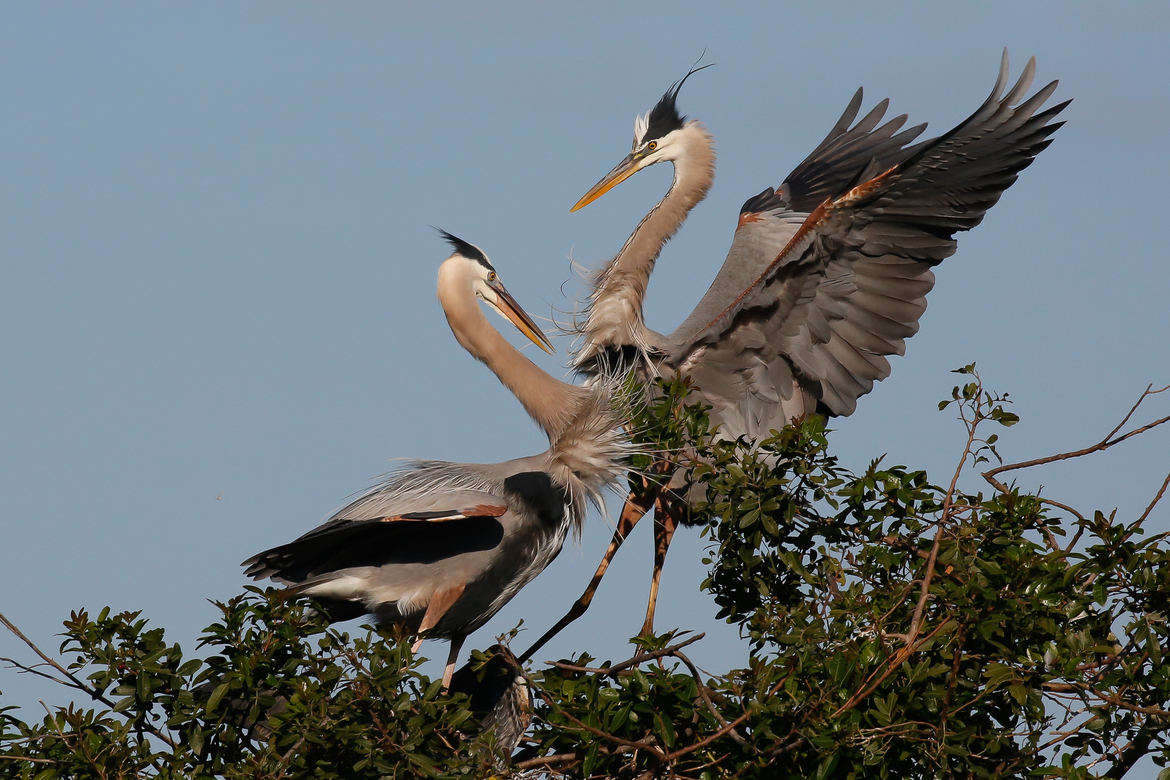 Great Blue Heron, Venice Rookery (Florida), USA